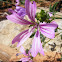 Malva
