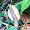 Slugs