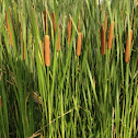 Cattails or Bulrush