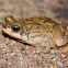 Red-spotted toad