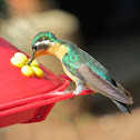 Purple-throated Mountain Gem (Female)