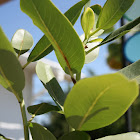 Pacific madrone