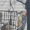 Red-Bellied Woodpecker