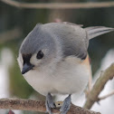 Tufted Titmouse