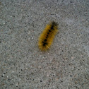 Hairy catepillar