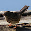 Song Sparrow