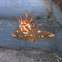 Regal moth