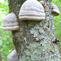 Tinder Fungus