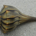 Lightning whelk
