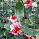 Pineapple Guava