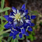 Texas Bluebonnet