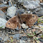 Black Satyr (female)