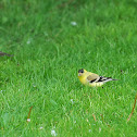 American Goldfinch