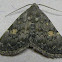 Common Idia Moth
