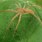 Nursery web spider