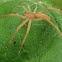 Nursery web spider