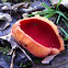 Zinnoberroter Kelchbecherling