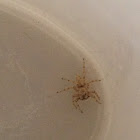Jumping Spider
