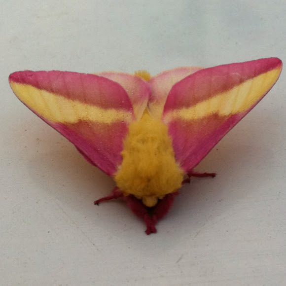 Spotting Image 1