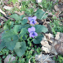 Wild Violet