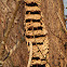 European Hornet Hive