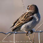 House Sparrow; Gorrión Común