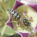 Digger Wasp