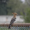 hoopoe