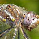 Variegated Meadowhawk