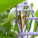 Grasshopper