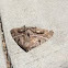Snout moth