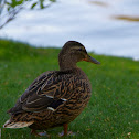 Mallard