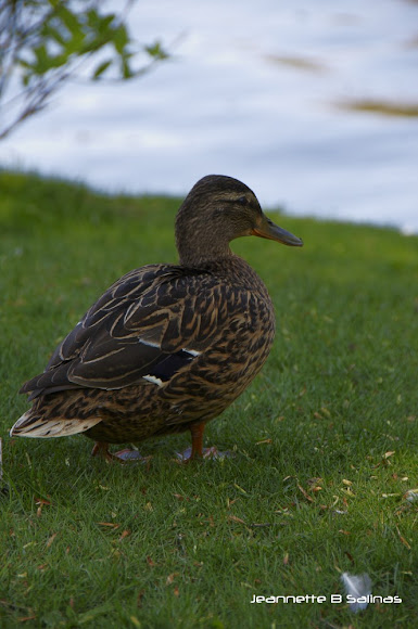 Spotting Image 1