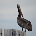 Brown Pelican