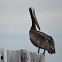Brown Pelican