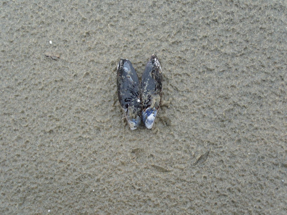 Spotting Image 1