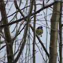 Blue tit