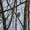 Blue tit