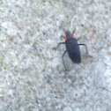 Red Shouldered Bug