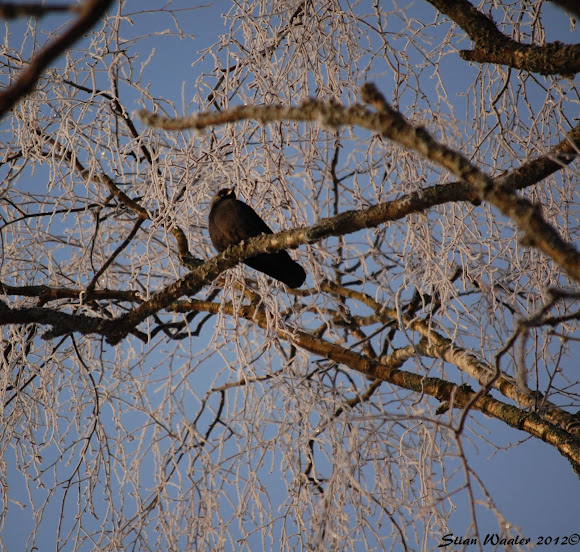 Spotting Image 1