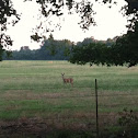 Doe, white tail deer