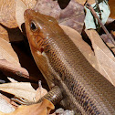 Broadheaded Skink