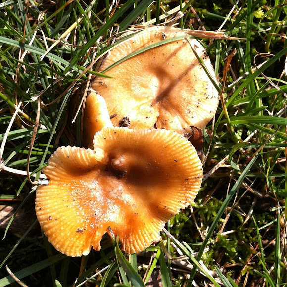 Spotting Image 1