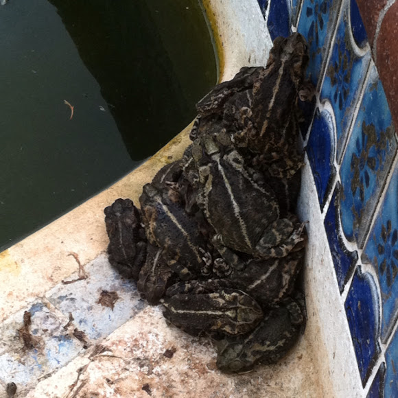 Spotting Image 1