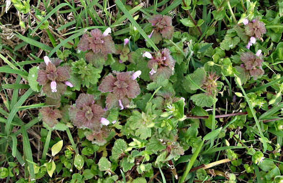 Spotting Image 1