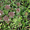 Purple Deadnettle