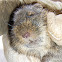 Vlei Rat