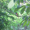Asian Paradise flycatcher (male)