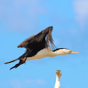 Pied Cormorant