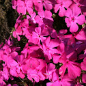 Phlox